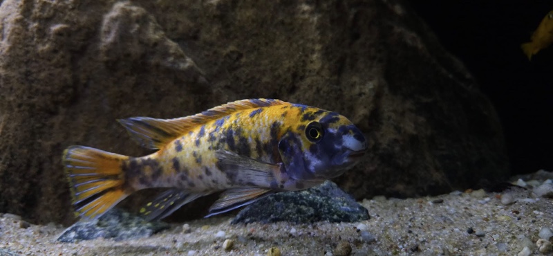 Labeotropheus trewavasae 'Border'